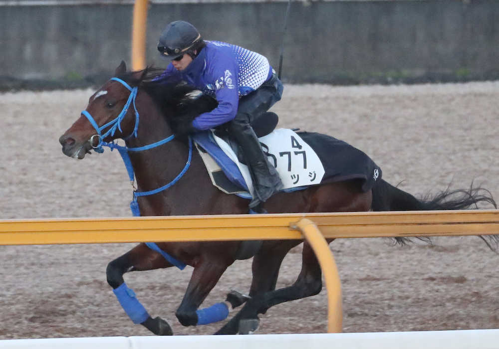 【京都金杯】カツジ、４歳希望の星　マイル戦線で頂点狙う