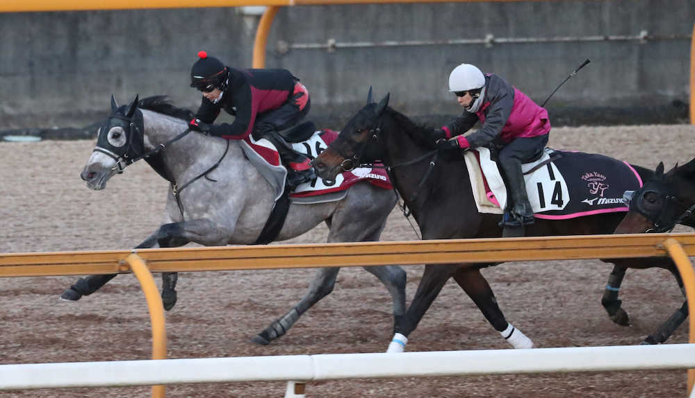 【京都金杯】アメリカーナ、重賞初制覇へパワフルな蹴り