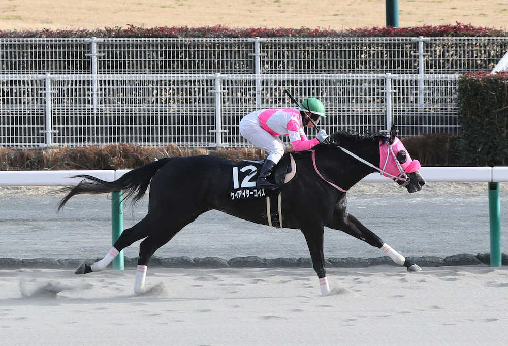 【はこべら賞】ターコイズ逃げて快勝　藤懸は能力絶賛