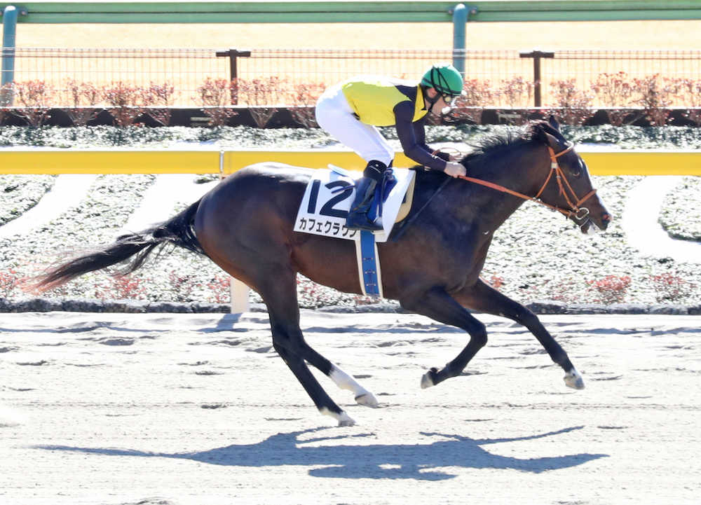 【東京新馬戦】カフェクラウン逃げ切りＶ！２着に１０馬身差つける圧勝