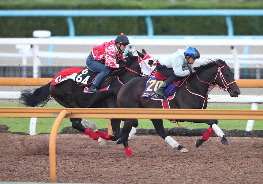 岩田康誠騎手を背にCウッドで併せ馬で追い切るユニコーンライオン（右）