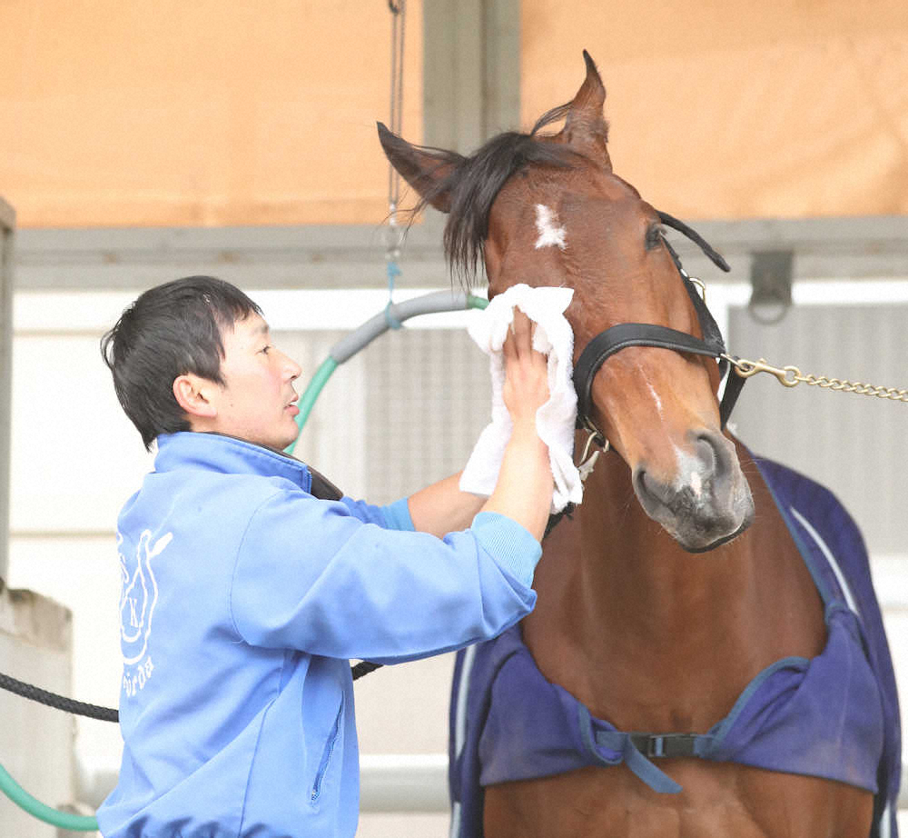 ＜有馬記念＞調教を終えたアーモンドアイは厩舎で顔を拭いてもらう（撮影・西川祐介）