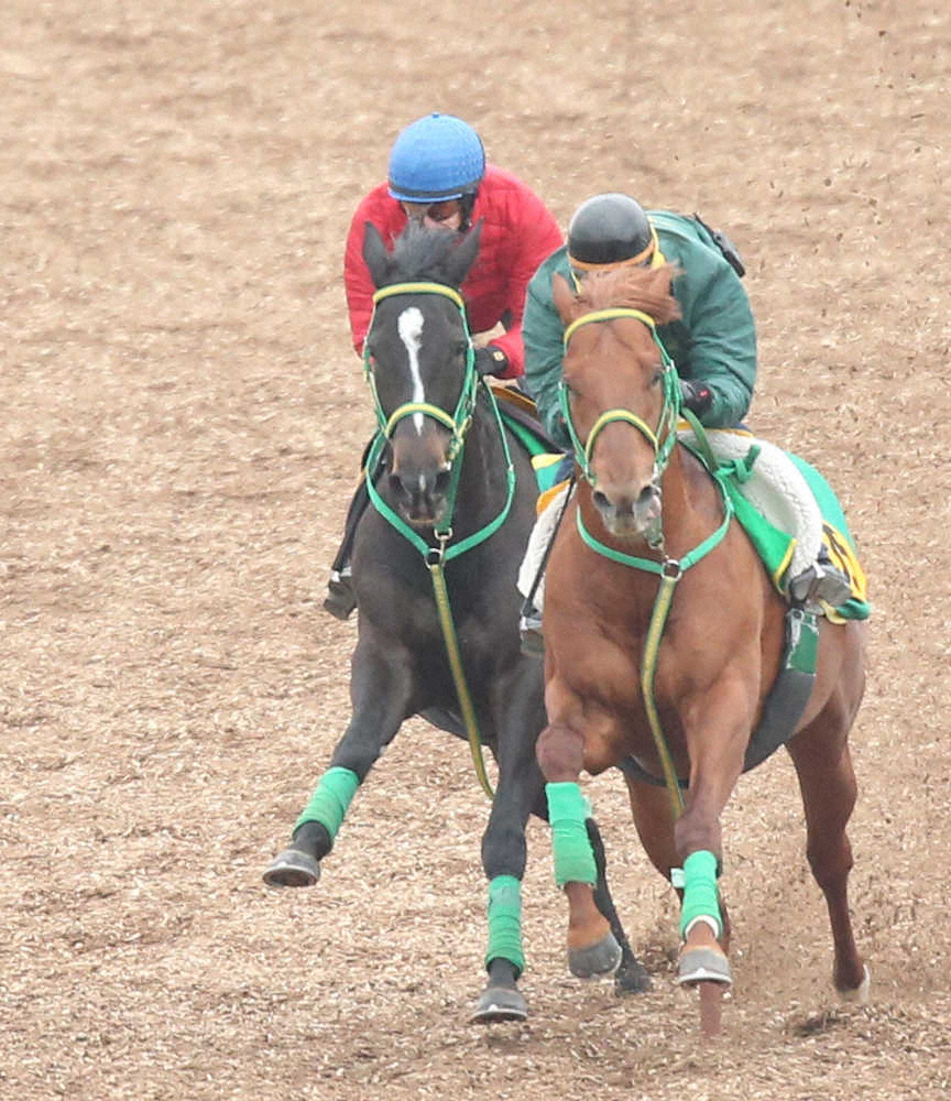 【AJC杯】紅一点ウラヌスチャーム、得意舞台で斎藤誠師「力は通用」