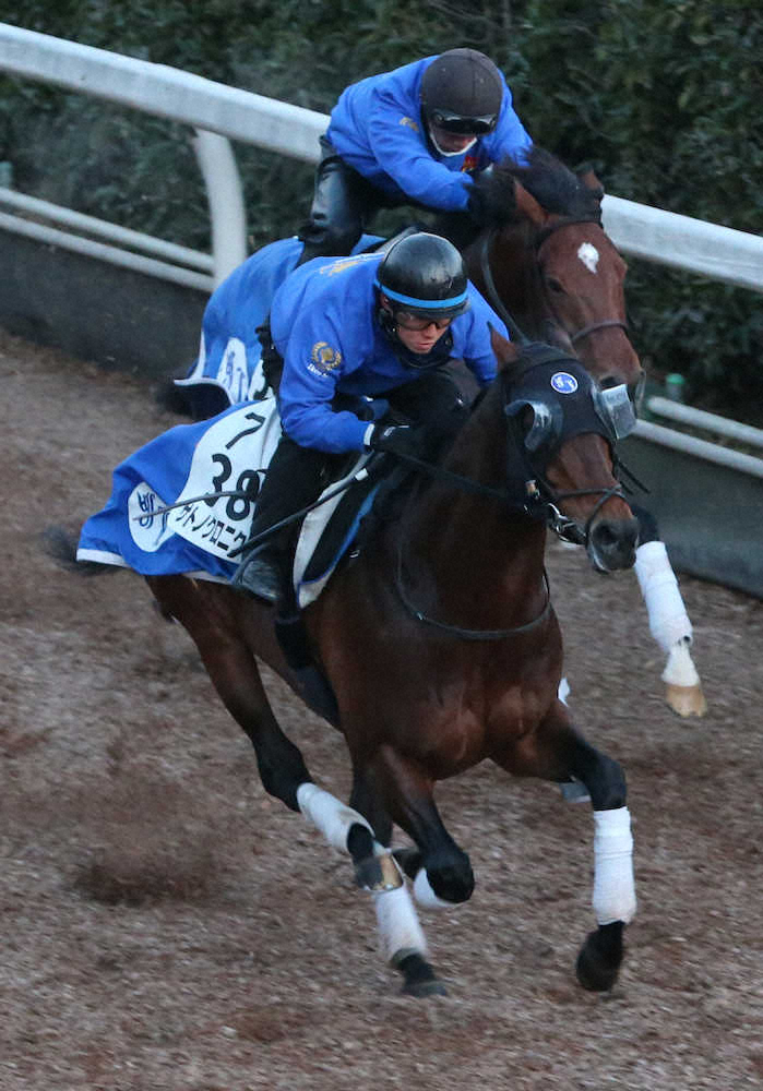 【AJC杯】サトノクロニクル、好気合も池江師慎重「体もボテッとしている」