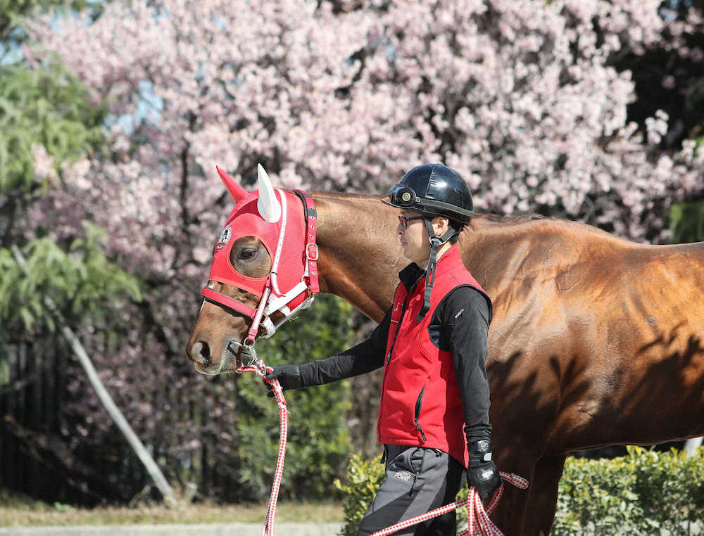 早咲きの桜を背に運動するモズアスコット