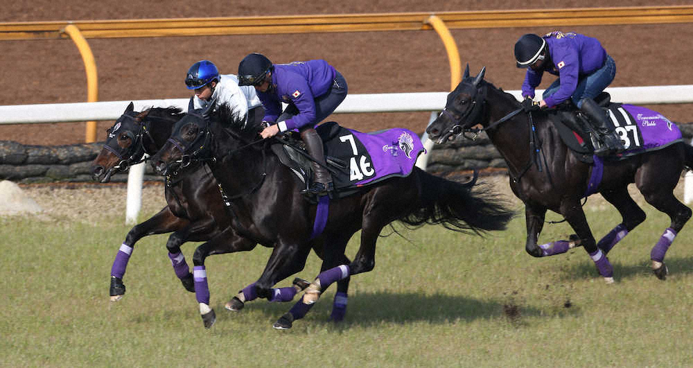 岩田康騎手を背に3頭併せ馬で追い切るラインベック（左）（撮影・亀井　直樹）