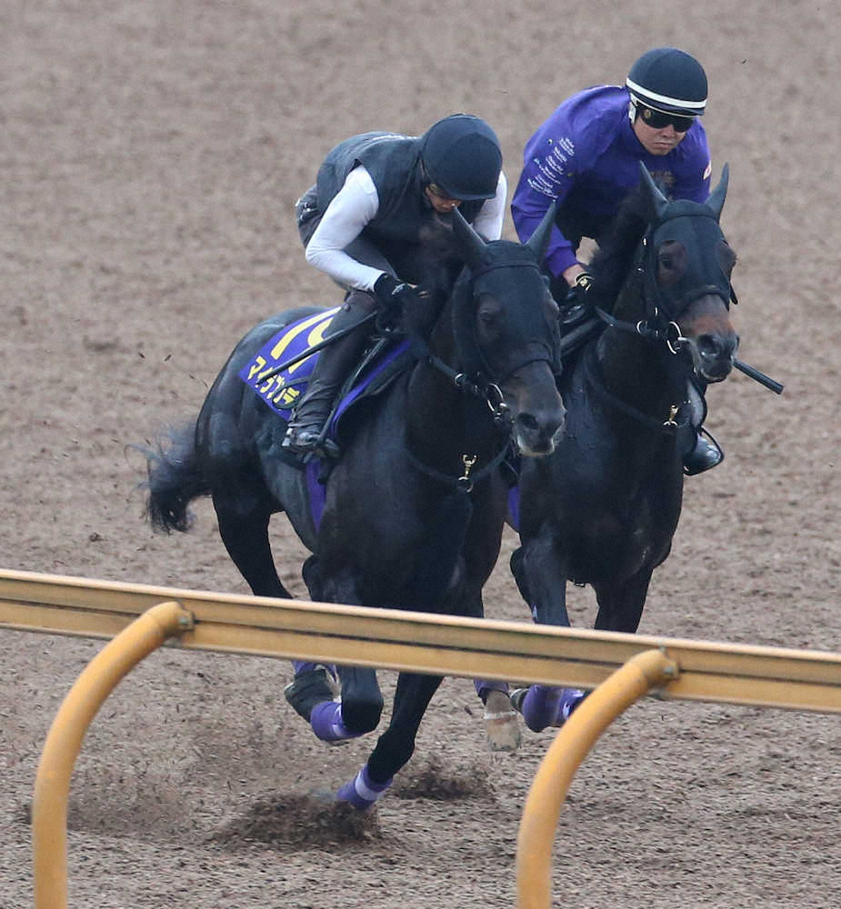 【日本ダービー】マイラプソディ　馬具着用で集中「らしさが出てきた」
