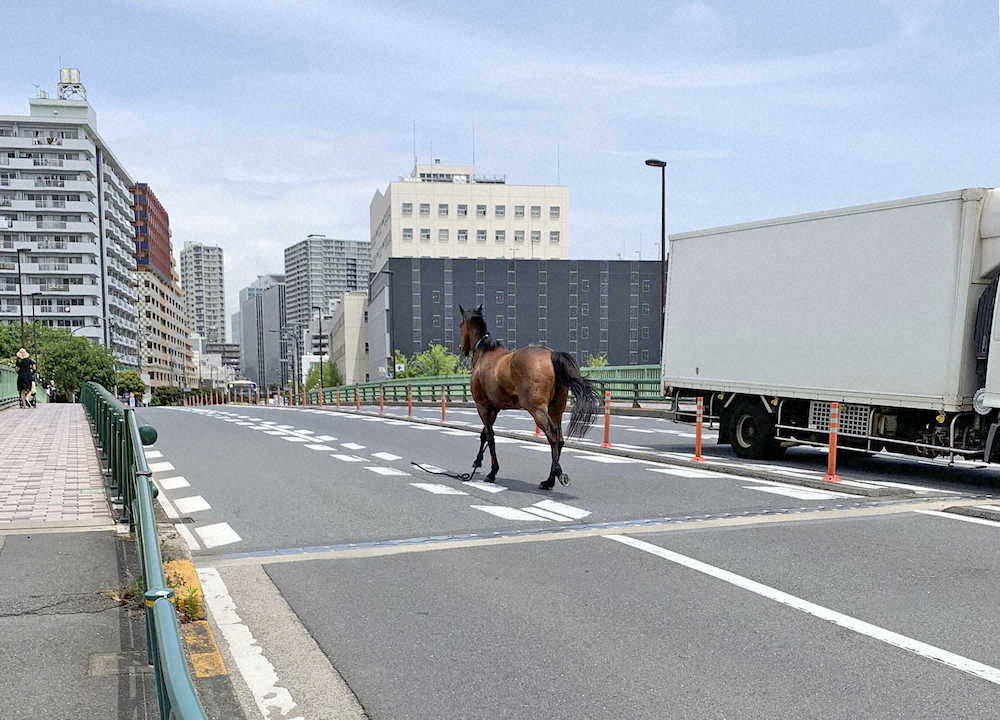 【大井】誘導馬が脱走、公道で車と衝突事故…ワンボックスカー運転手負傷