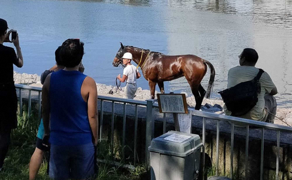 大井競馬場　度重なる放馬事故を謝罪　今度は運河に転落し泳ぐ「近隣住民の方に不安を与えました」