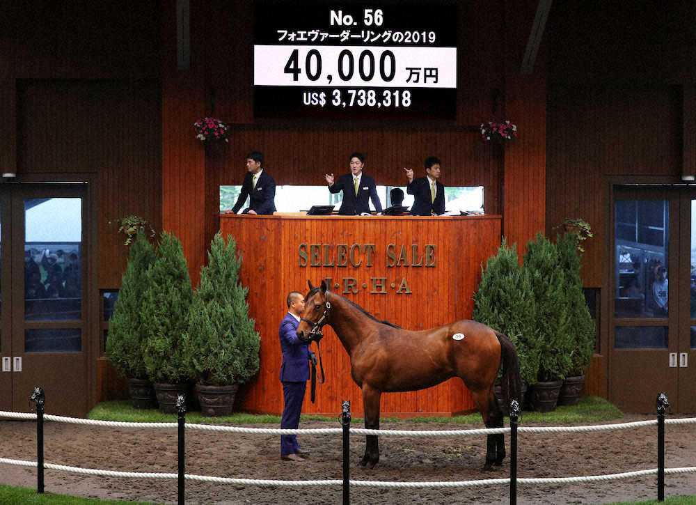 ＜セレクトセール2020＞4億円で落札されたフォエヴァーダーリングの2019（C）Japan　Racing　Horse　Association