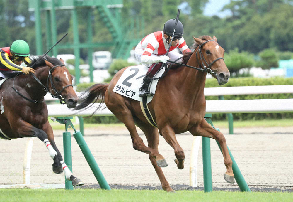 【新潟新馬戦】サルビア快勝!“旧勢力”ダイワメジャー産駒が6勝目で奪首