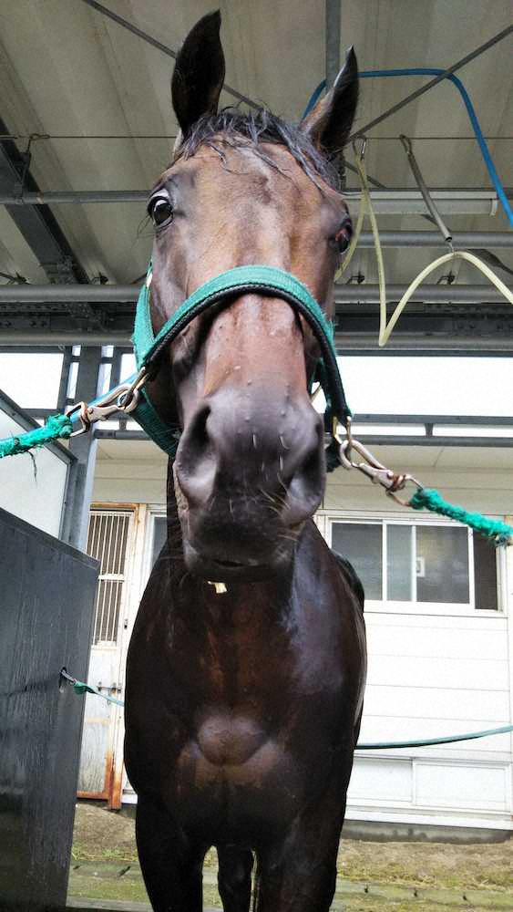 【札幌記念】“唯一の3歳馬”ブラックホール、古馬のみ込む　6年ぶりの快挙へ鞍上の石川は強気