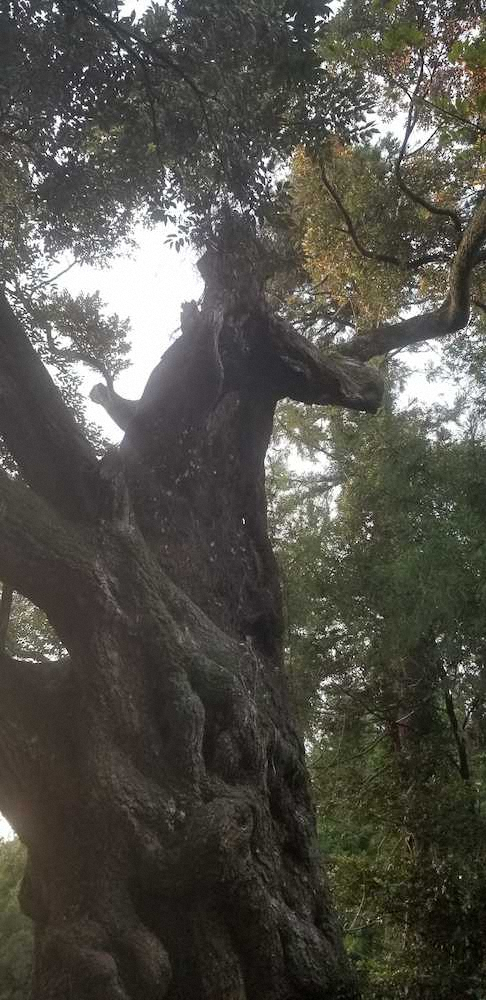 馬怪談で万馬券当たる?美浦近郊の大杉神社　椎の木にぶらさがる馬頭は「あがり」の妖