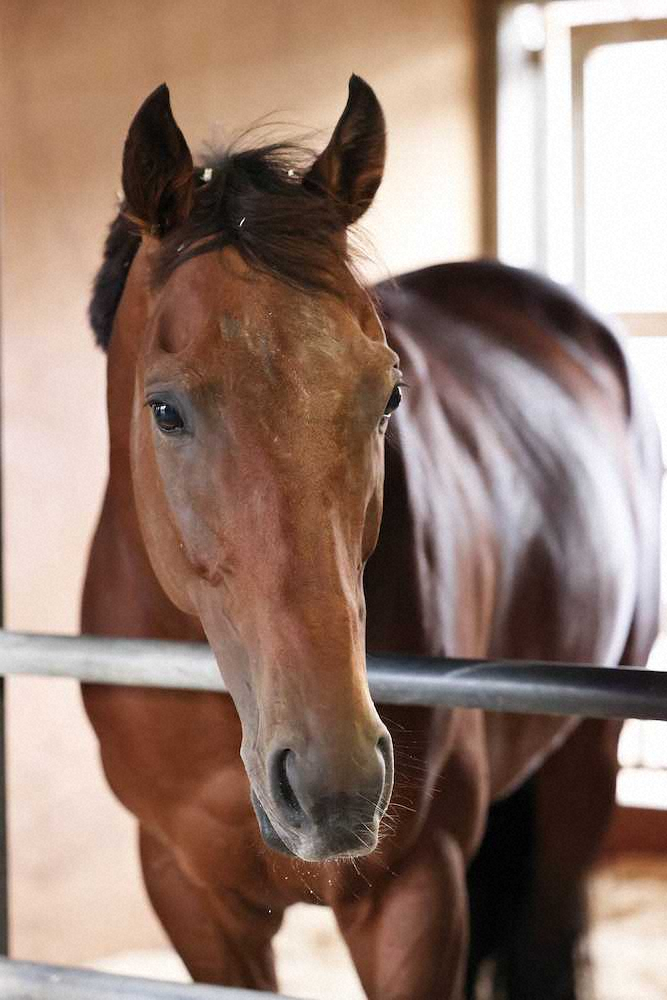 【阪神ジャンプS】タガノエスプレッソ快勝！コースレコードで平地＆障害重賞制覇　平沢「馬を信じた」