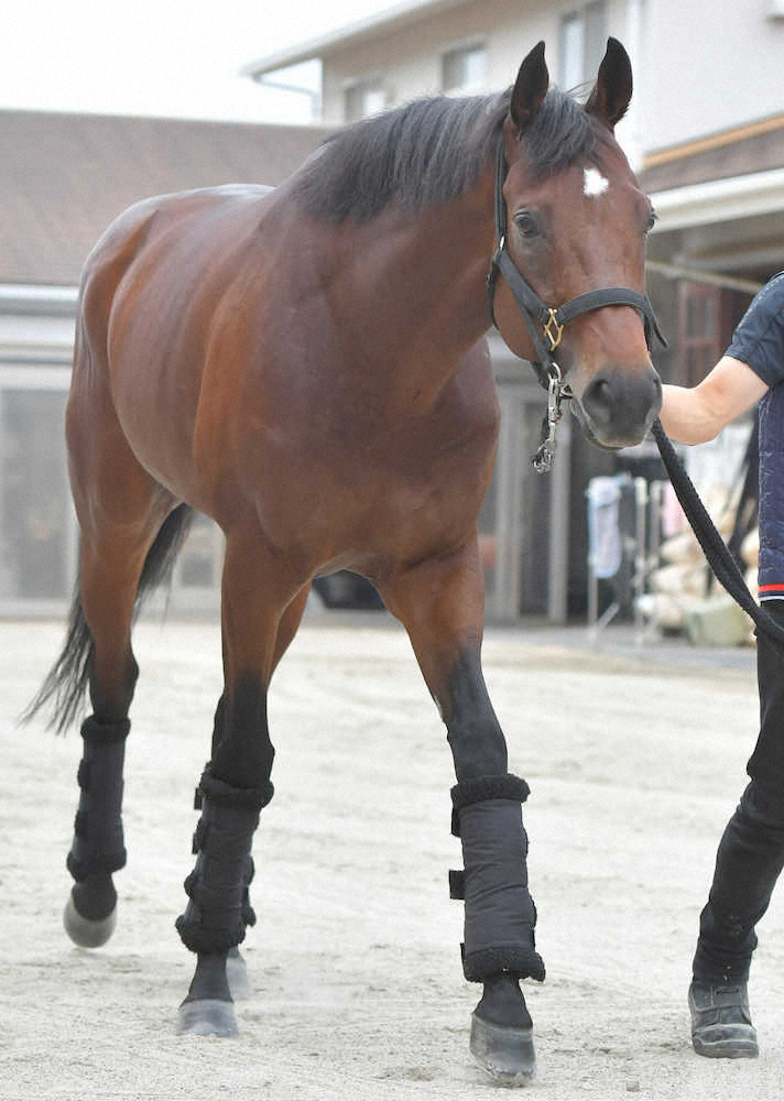 【スプリンターズS】（3）ダノンスマッシュ　無事に中山競馬場へ到着