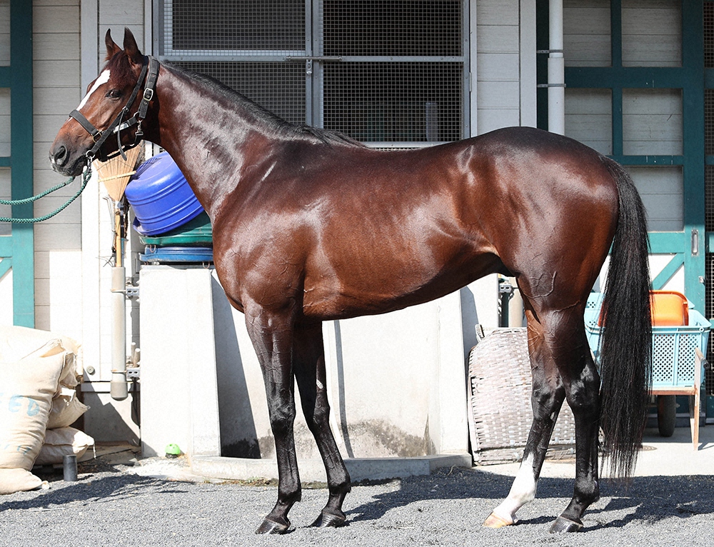 【菊花賞】アリストテレス80点　筋肉、毛ヅヤ良しも神経質そうな顔つき