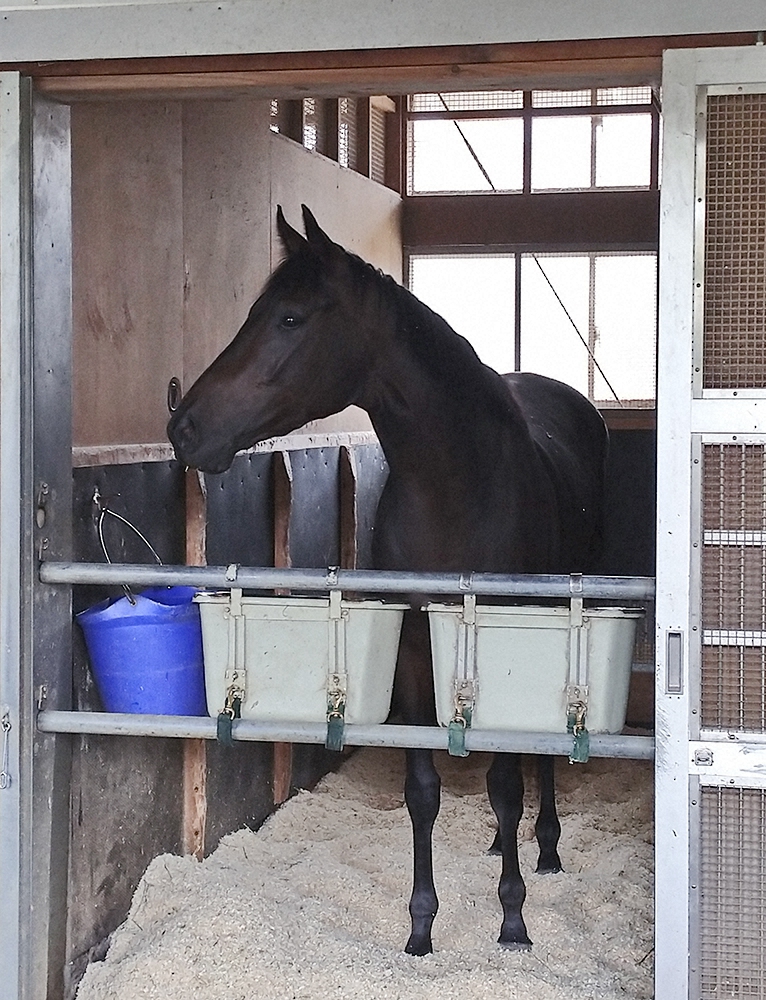 【秋華賞】デアリングタクト　ゆったり3冠一夜明け「普段通りカイバもしっかり食べています」