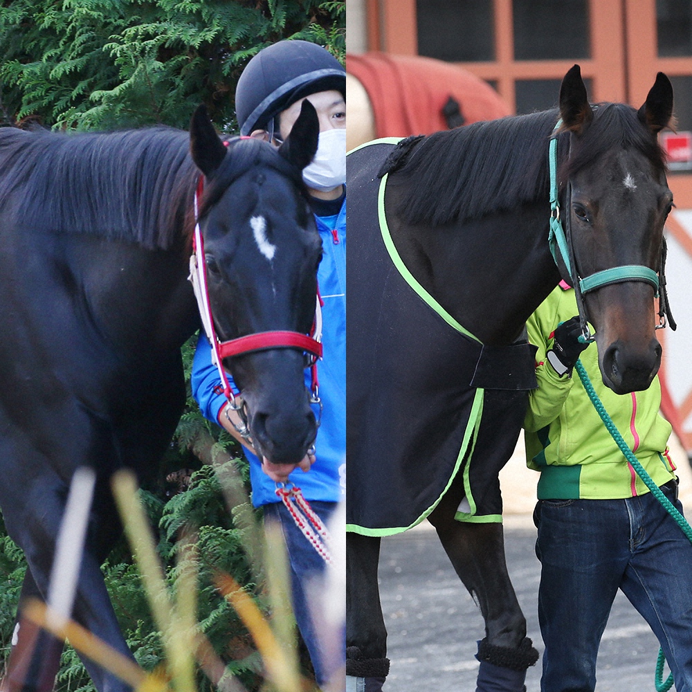 【ジャパンC】（5）デアリングタクト＆（6）コントレイル、同期3歳並んだ　後輩3冠馬2頭が女王圧倒か