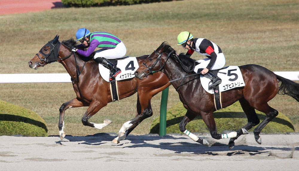 【阪神新馬戦】イナズマテーラーV　松山「二の脚が速くいい形で競馬ができた」