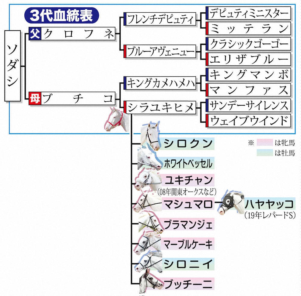 ソダシ3代血統表とシラユキヒメ産駒