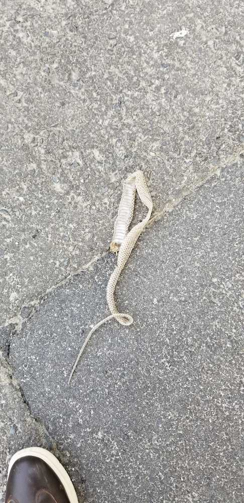 6月、美浦トレセンで見つかった白蛇の脱け殻