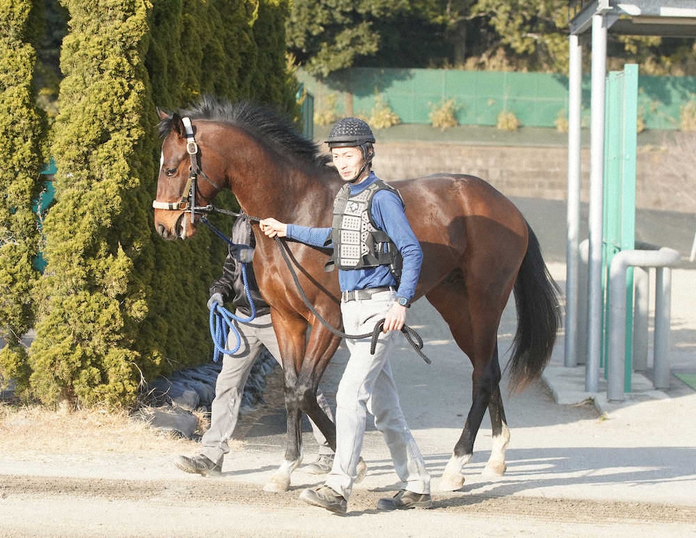 藤沢和厩舎に入厩した2歳馬のフィフティシェビー（撮影・西川祐介）