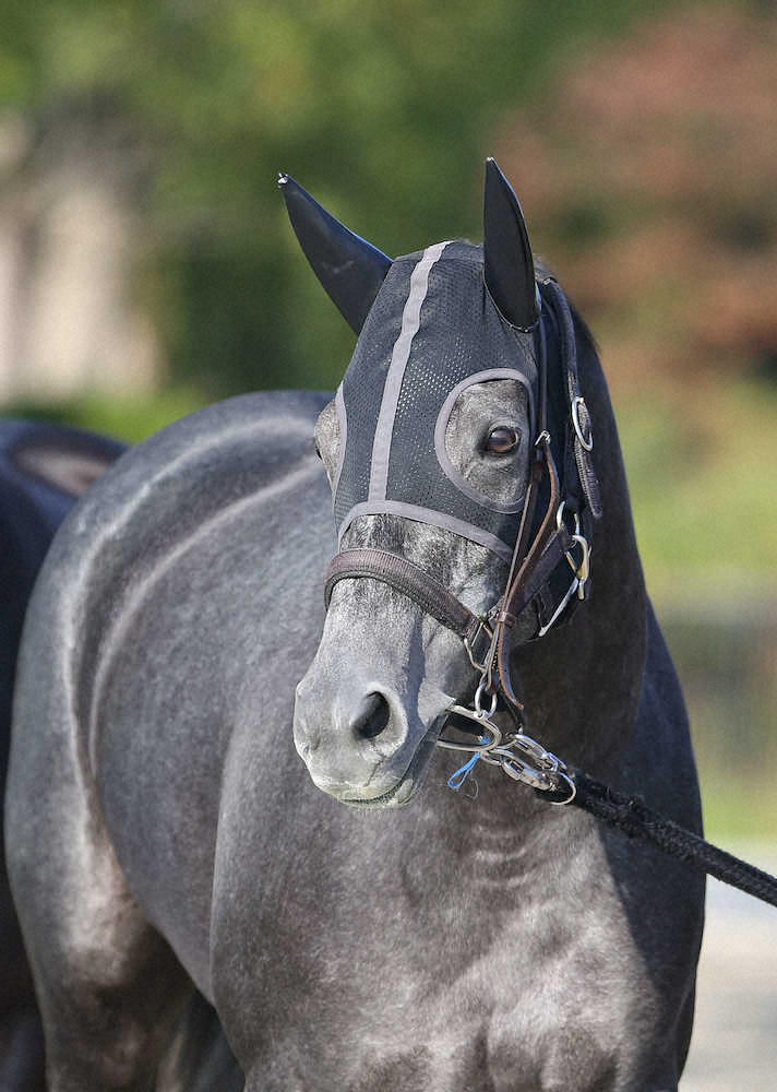 【ドバイシーマC】クロノジェネシス、14年ジェンティルドンナ以来の日本馬V目指す