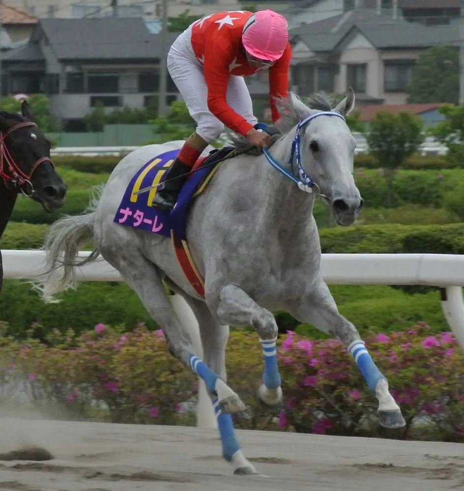 【川崎・クラウンカップ】東京ダービー馬・キングセイバーや名牝・ナターレを輩出した春恒例の3歳馬重賞