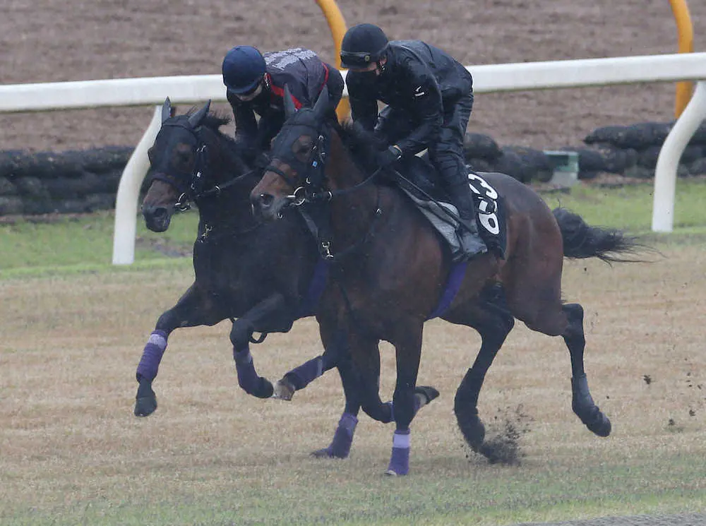 ＜京都新聞杯＞芝コースにて併せ馬で追い切るレッドジェネシス（右）とポタジェ（撮影・亀井　直樹）