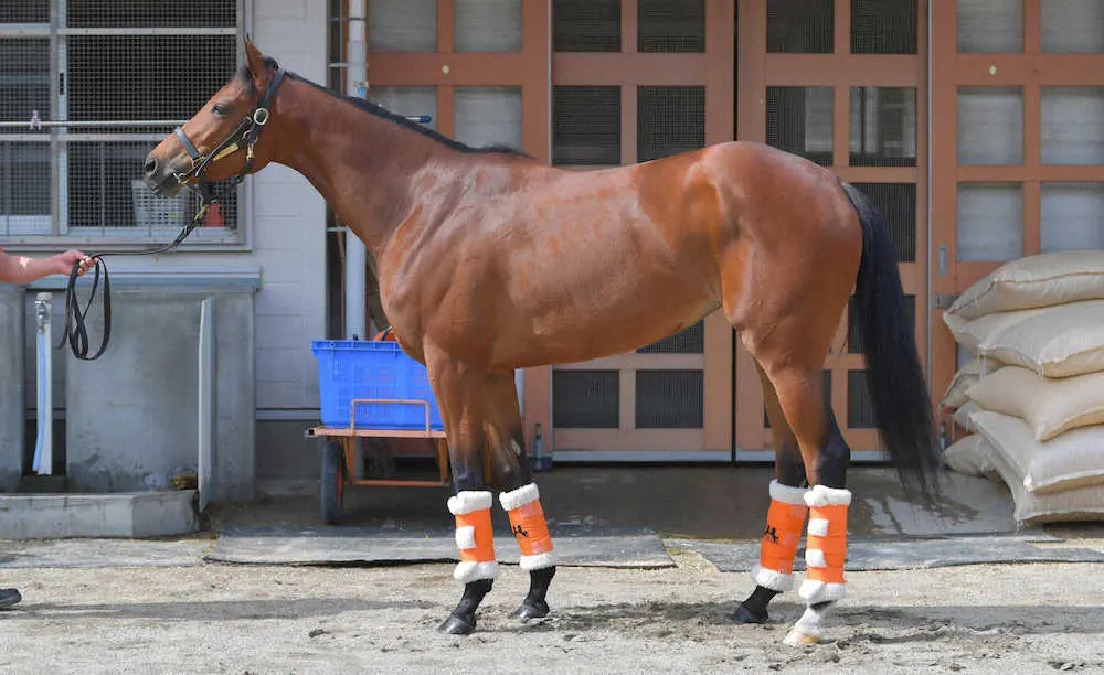 【宝塚記念】レイパパレ95点　馬体重以上のボリューム、疲労たまりづらい柔軟な筋肉
