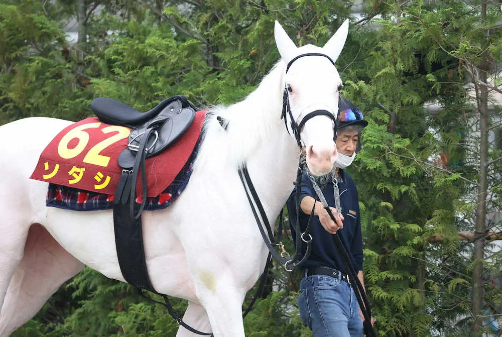 ソダシ、札幌記念に参戦　古馬と初激突、須貝師「斤量差で有利」