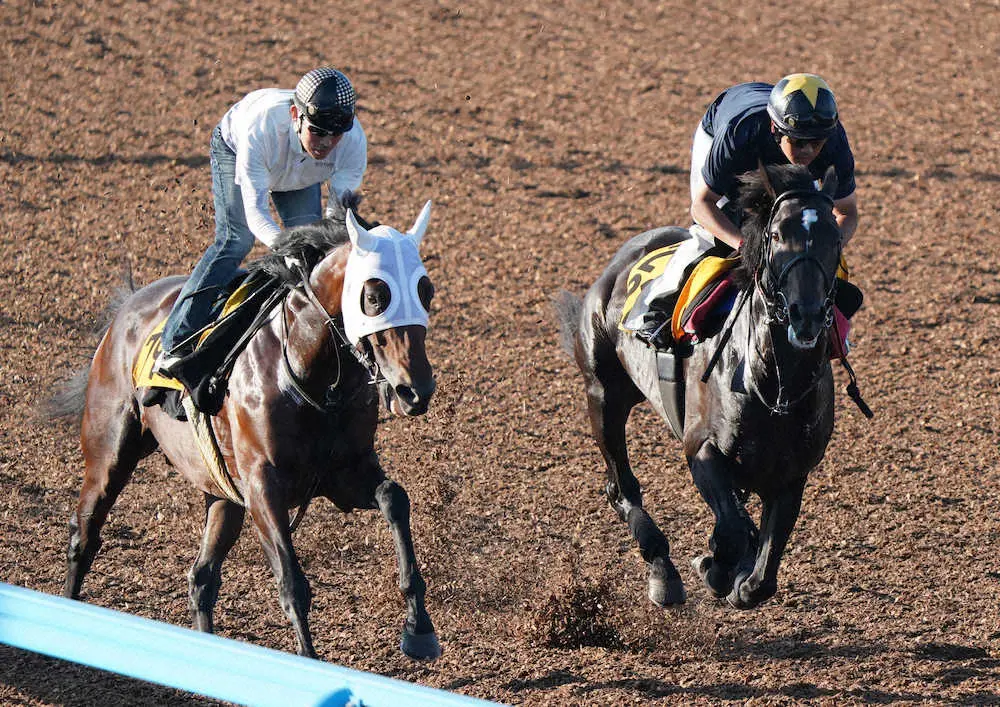【関越S】ウインイクシード　直線のみ強めに、鈴木伸師は好感触「馬は元気」