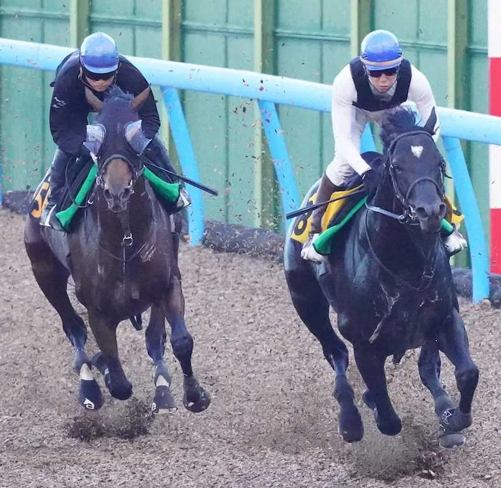 併せ馬で追い切るキングストンボーイ（左）＝撮影・村上　大輔