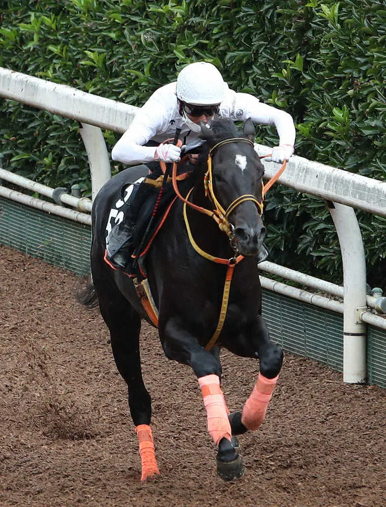 【阪神新馬戦】“期待の超高額馬”ショウナンアデイブ　浜中「動きは追うごとに良くなってきた」