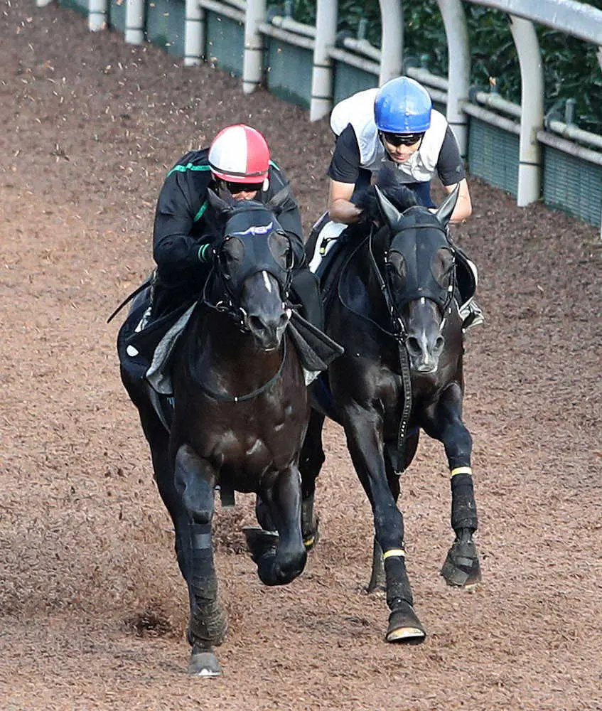 吉田隼人騎手を背に坂路をレッドアクトゥール（左）と併せ馬で追い切るステラヴェローチェ