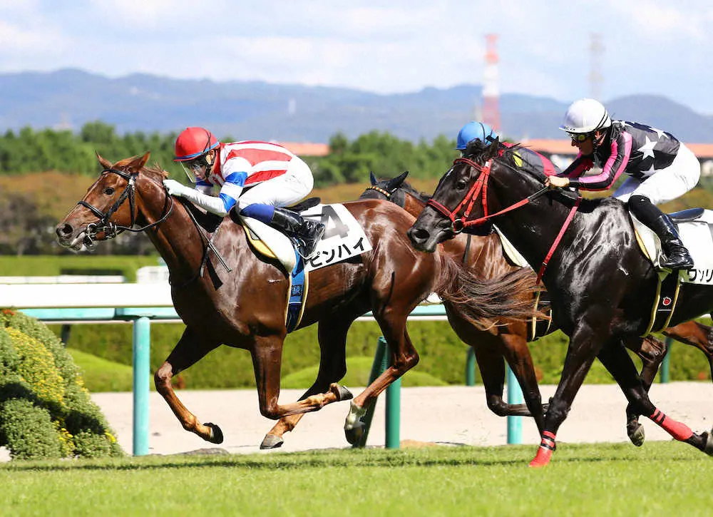 【阪神新馬戦】ピンハイ　最後に脚伸ばしV、田中克師「いい根性してる」