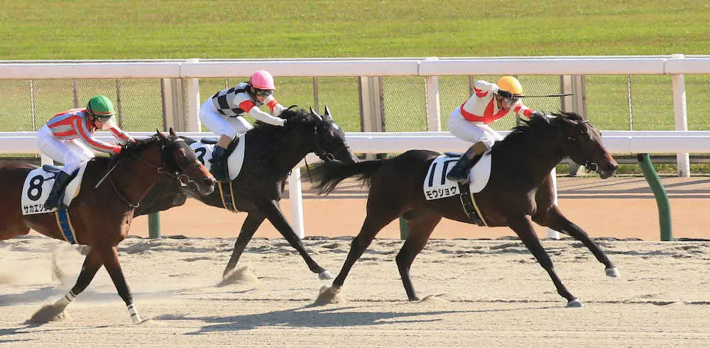 【東京競馬6R新馬戦】1番人気の関西馬モウショウが快勝 　和田竜「調教通りだった」