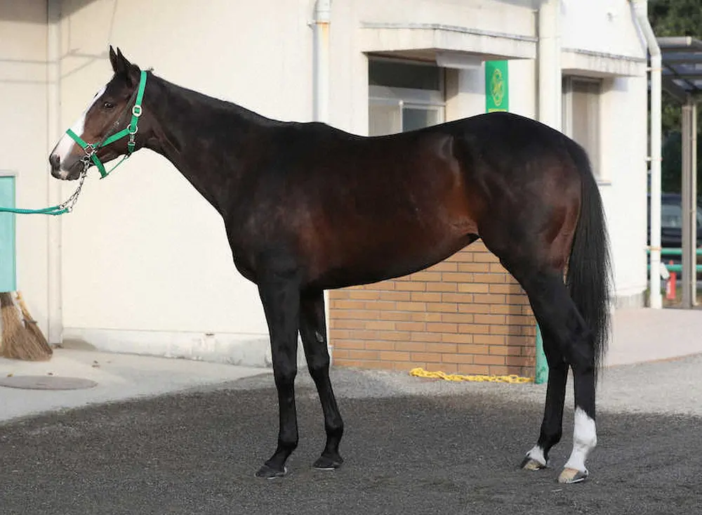 【ジャパンC】シャドウディーヴァ80点　牝馬では筋肉量が豊富で丈夫