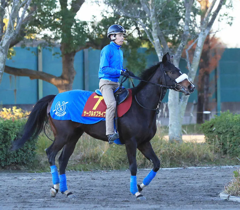 【阪神JF】（10）サークルオブライフ　“牝馬の国枝”2度目の制覇へ
