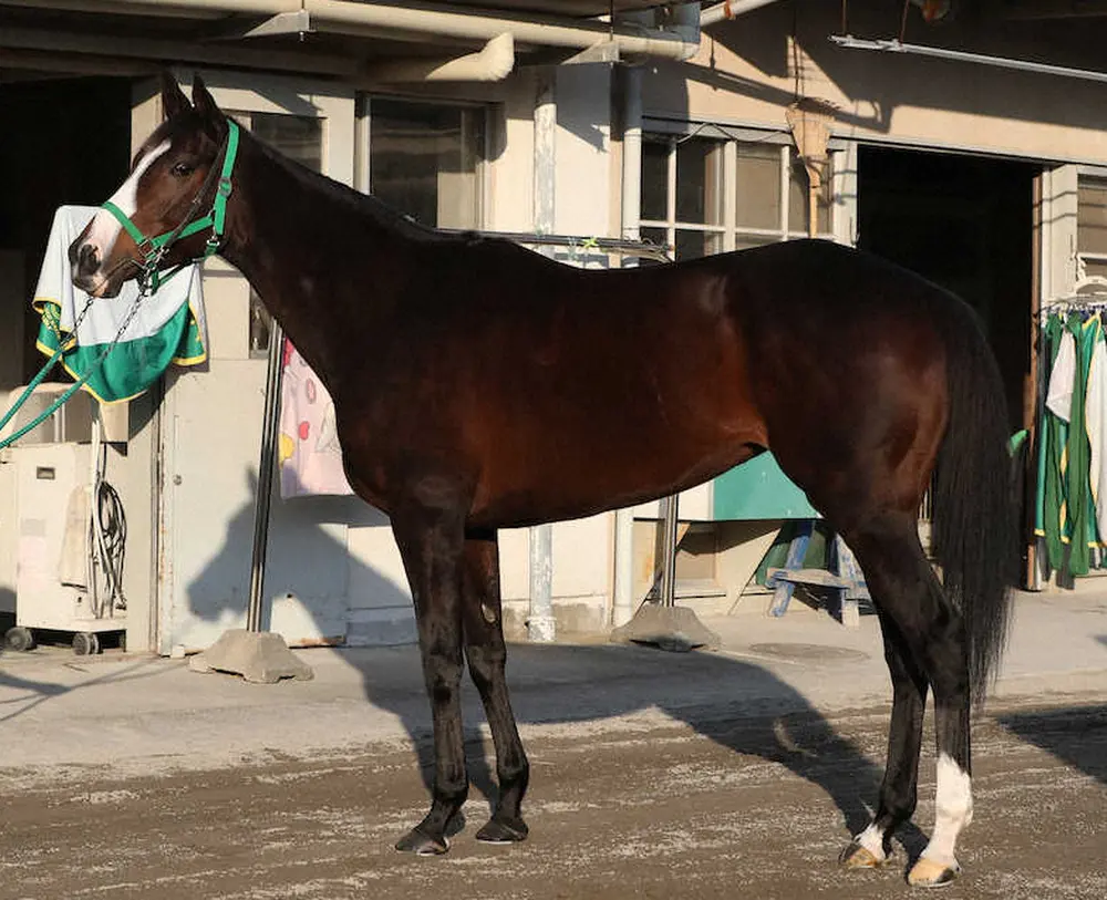 【有馬記念】シャドウディーヴァ80点　牝馬にしては筋肉量が豊富