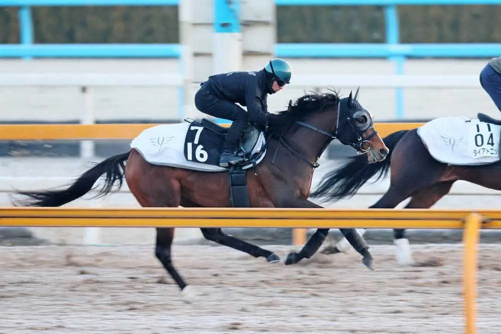 川田将雅が騎乗し、先行する併せ馬を追走するダノンスコーピオン（左）