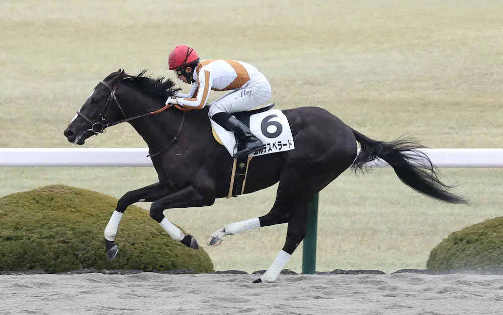 【阪神新馬戦】エルデスペラードV　幸「上手に競馬をしてくれました」