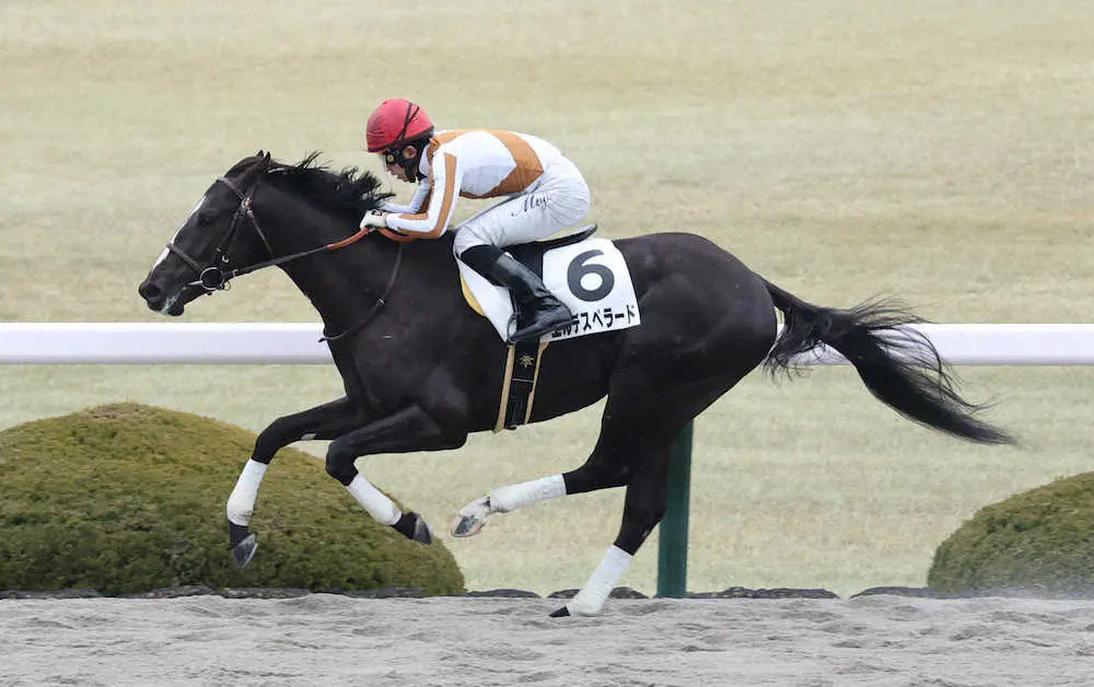 【阪神新馬戦】エルデスペラード初陣快勝、幸「しっかり走ってくれた」