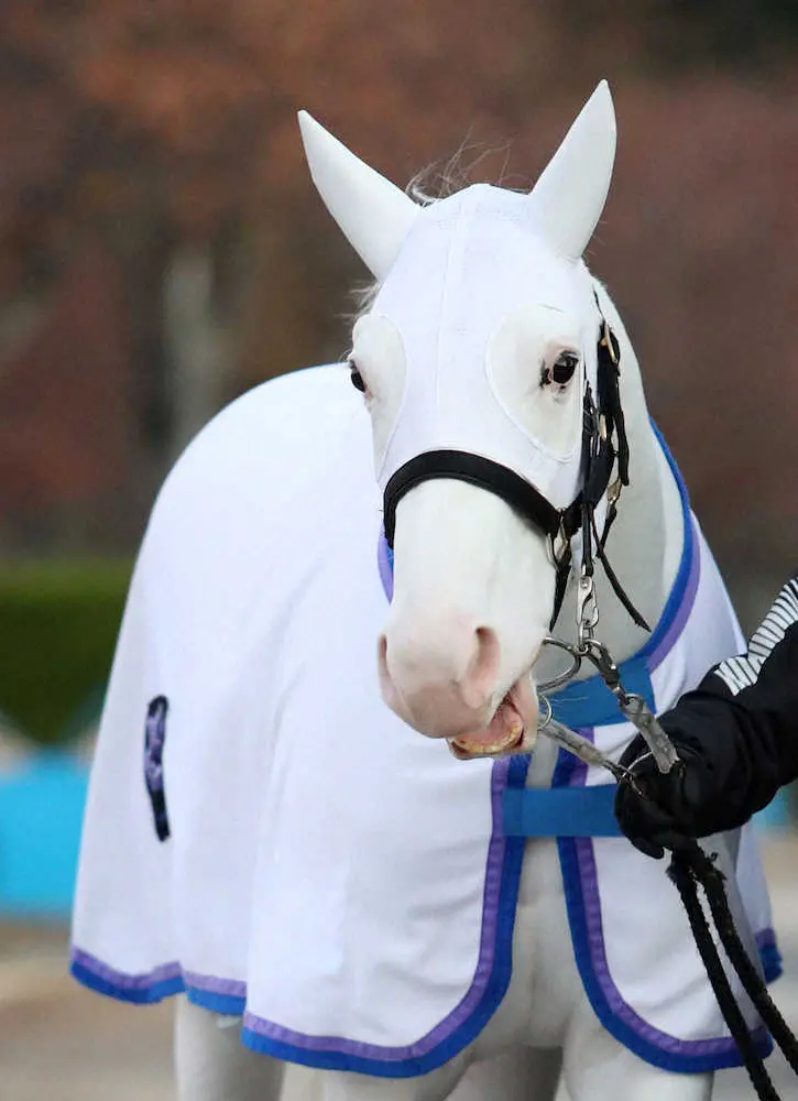 白毛馬ソダシ　ヴィクトリアM参戦！須貝師「間隔が空いても力を出せる」