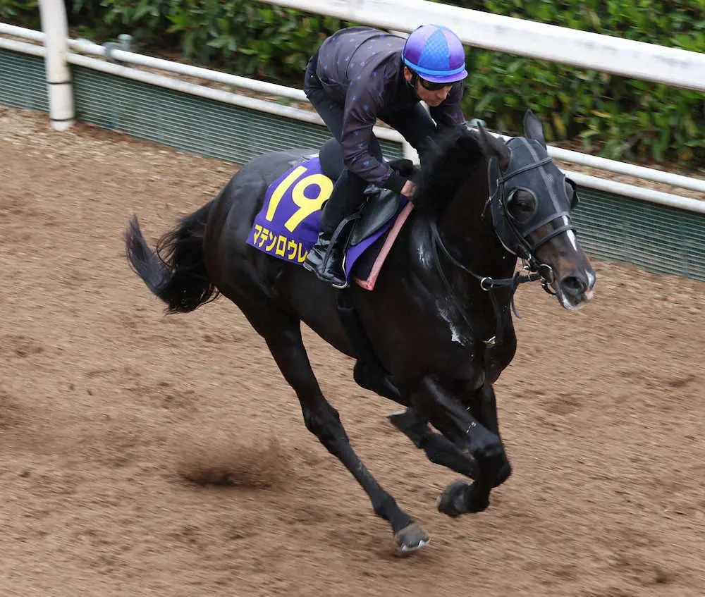 【皐月賞】マテンロウレオ　楽な手応えで坂路駆け上がる、昆師「先週の時点で出来上がっている」