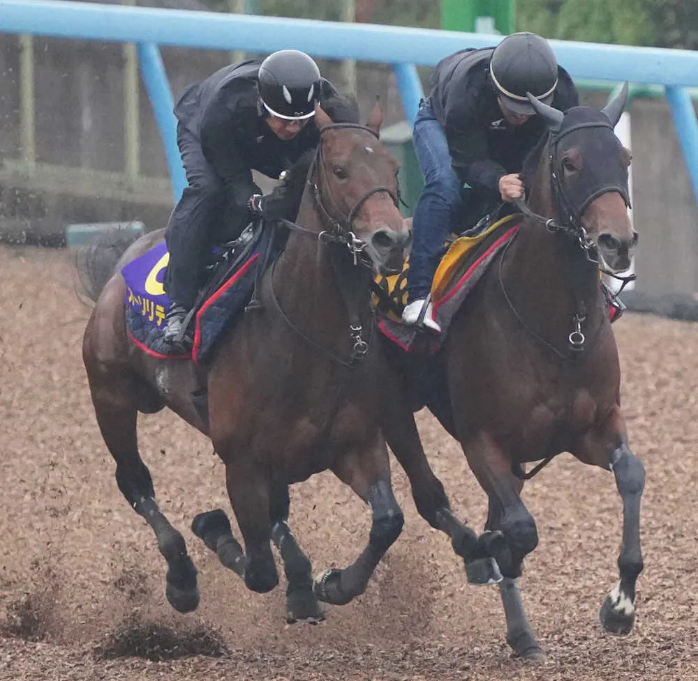 【宝塚記念】ソフトに仕上げたオーソリティ　木村師「動きは良かったです」