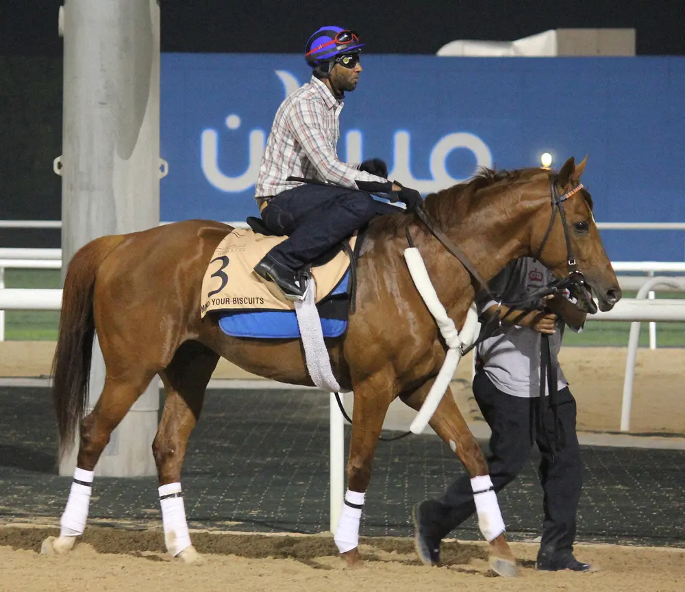 【画像・写真】【函館新馬戦】珍名馬ワタシダケドナニカ　「こういう馬名ですが牡馬なんです」と平賀厩務員