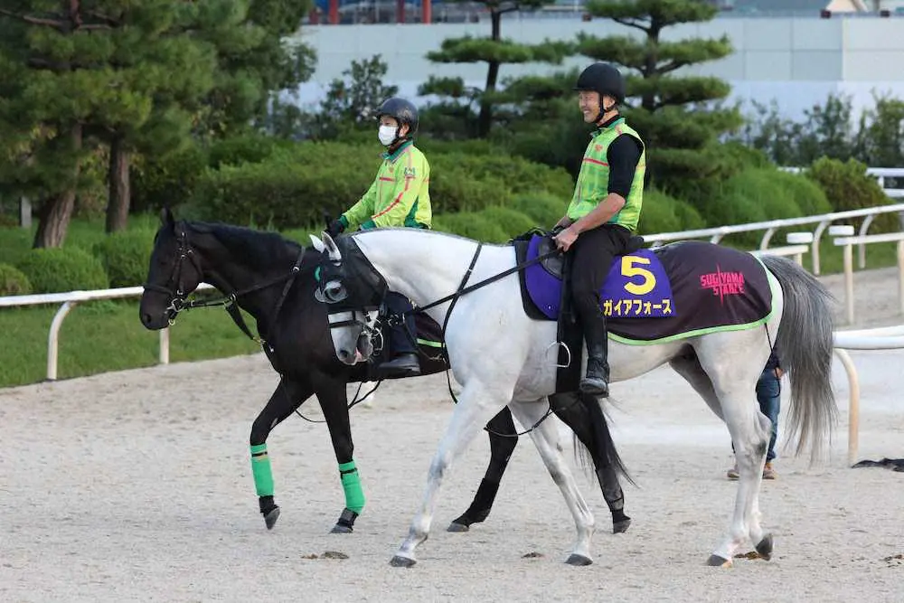 【菊花賞1週前追い】ガイアフォース＆ジャスティンパレス　杉山晴厩舎2頭が坂路好感触