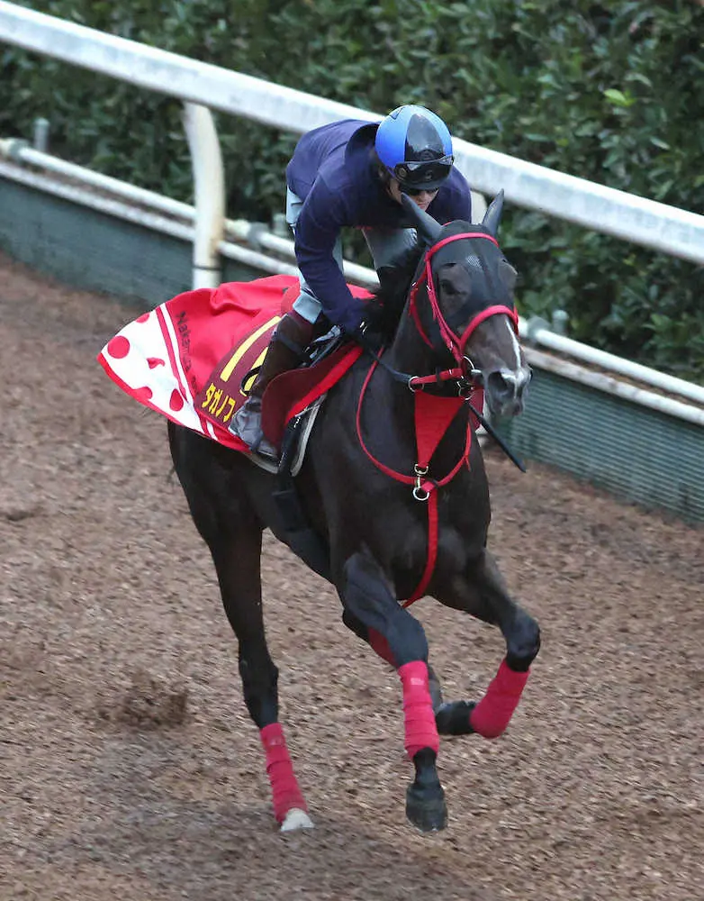 【秋華賞】タガノフィナーレ　疲れなく順調、中村師は笑み「人間の方がイレ込まないように」