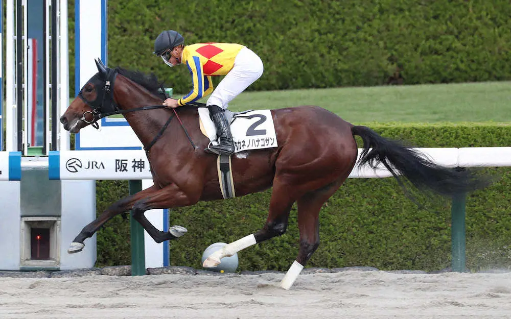 【阪神4R新馬】タカネノハナコサンがV　岩田望「追い出しを待つ余裕もありました」